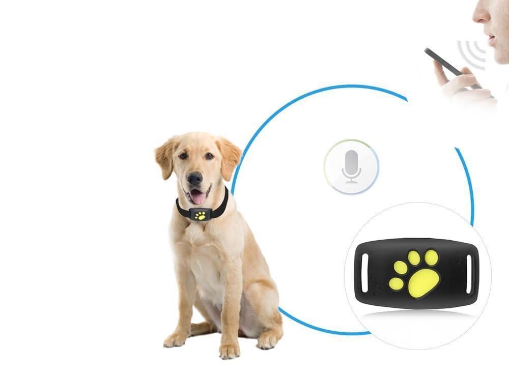 CAT GPS Tracker | Echtzeit-Tracking für Katzen 2