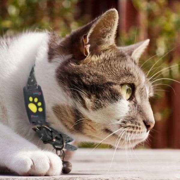 CAT GPS Tracker | Echtzeit-Tracking für Katzen 3